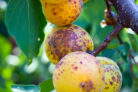 aprikosenbaum-krankheiten
