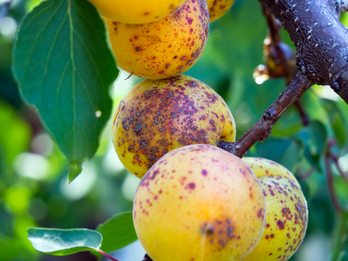 aprikosenbaum krankheiten bilder