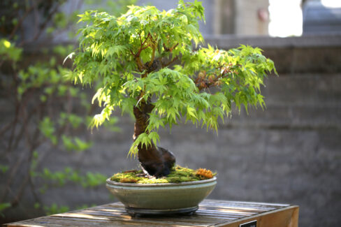 bergahorn-bonsai