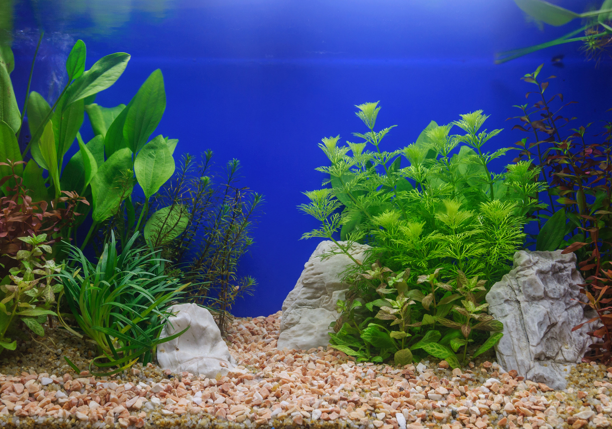 Efeutute im Aquarium Geht das?
