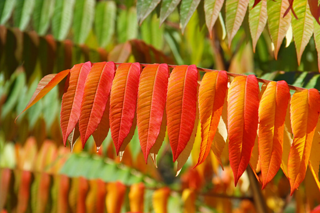 Essigbaum im Steckbrief Lernen Sie die Pflanze kennen