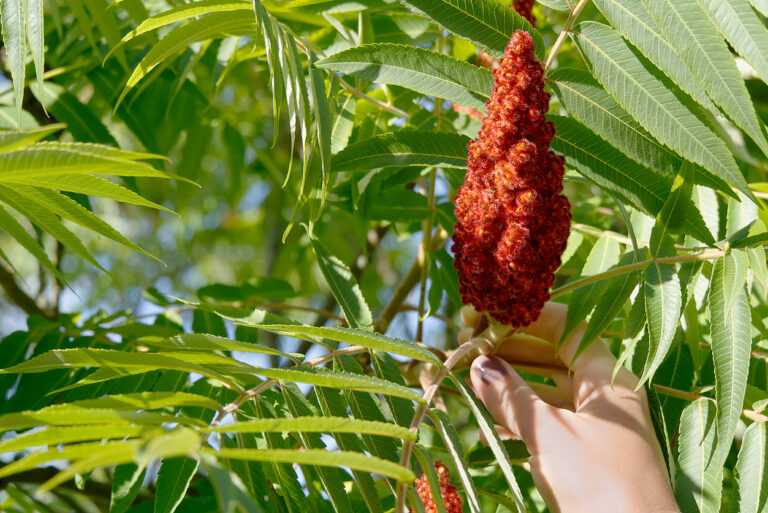 Essigbaum im Kübel Auf den richtigen Topf kommt es an
