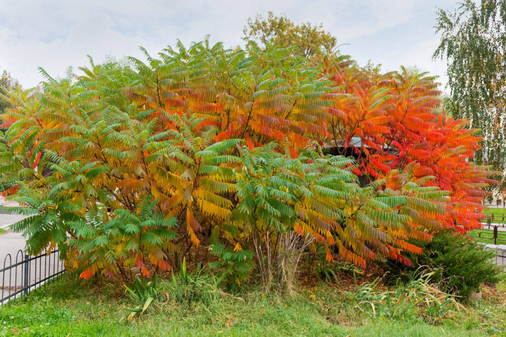 Essigbaum entfernen Die besten Tipps