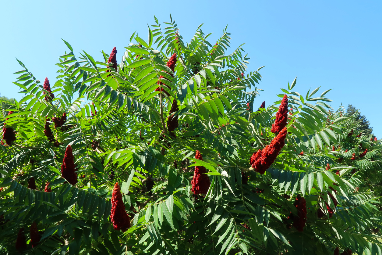 Früchte am Essigbaum - Tipps zur Verwendung