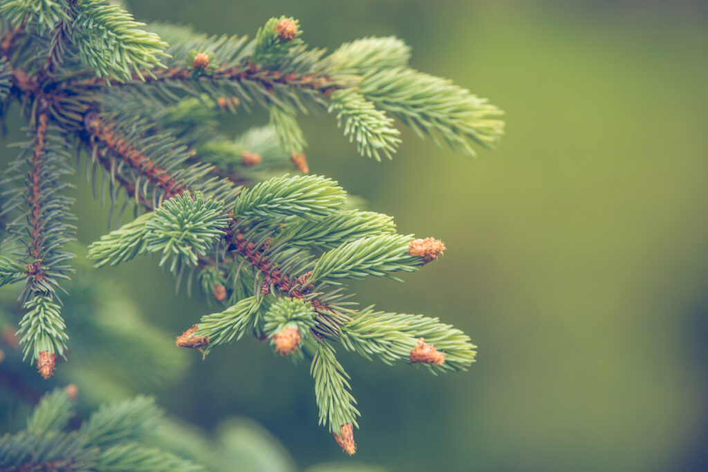 Wachstum der Fichte Wie schnell wird der Baum groß?