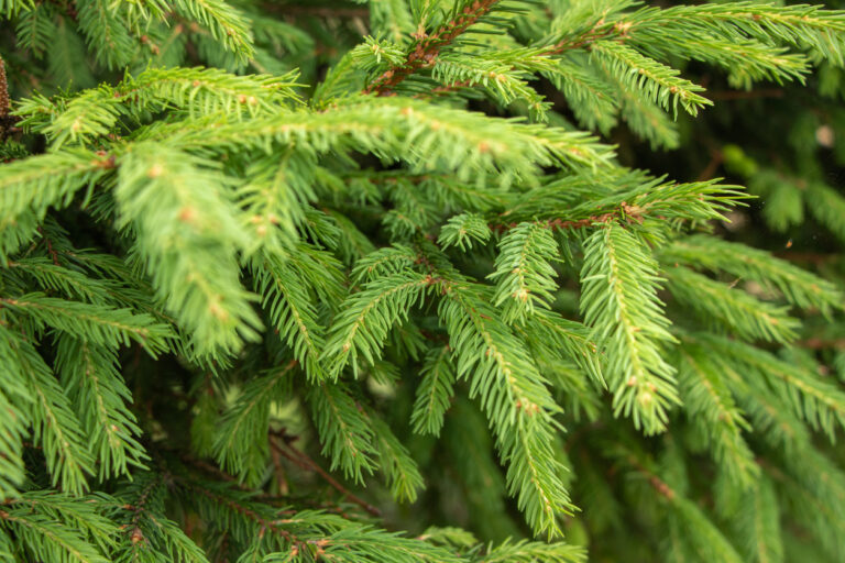 Wachstum der Fichte Wie schnell wird der Baum groß?