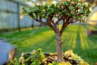 gluecksbaum-bonsai