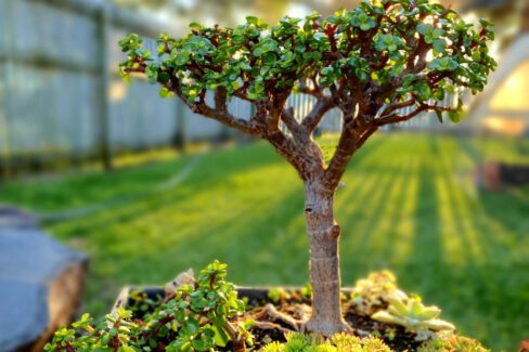 gluecksbaum-bonsai