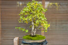 haengebirke-bonsai