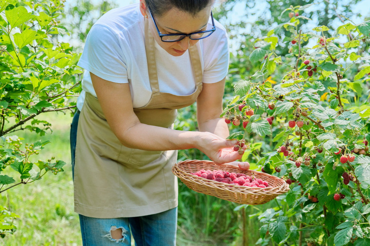 himbeeren-ernten-so-pfl-cken-sie-die-s-en-fr-chte-richtig