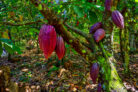 kakaopflanze-steckbrief