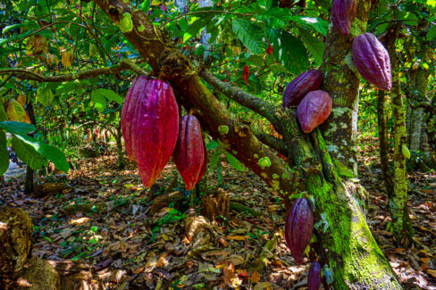 kakaopflanze-steckbrief