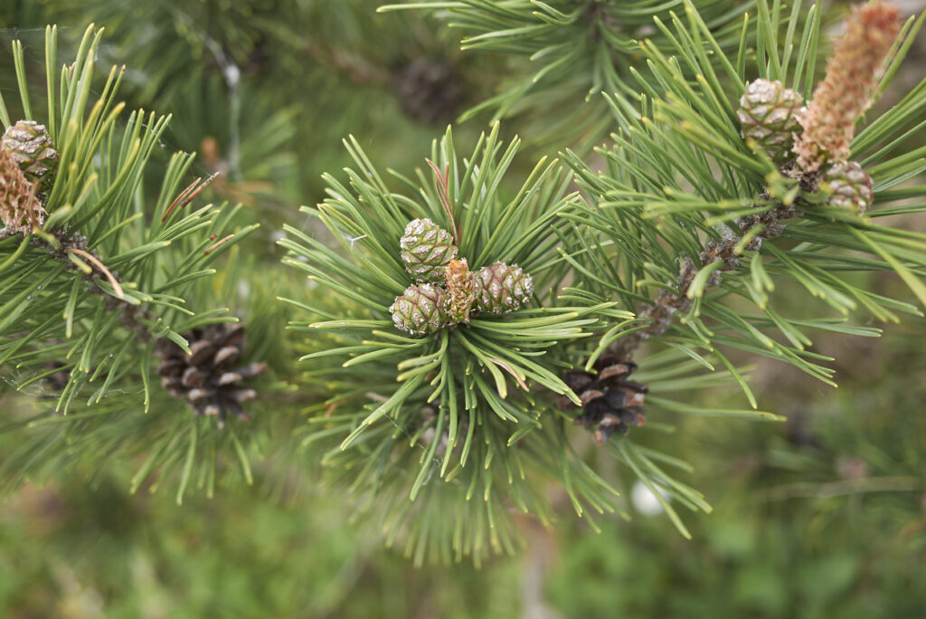 Kiefer im Steckbrief Lernen Sie die Pflanze kennen