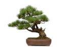 kiefer-bonsai