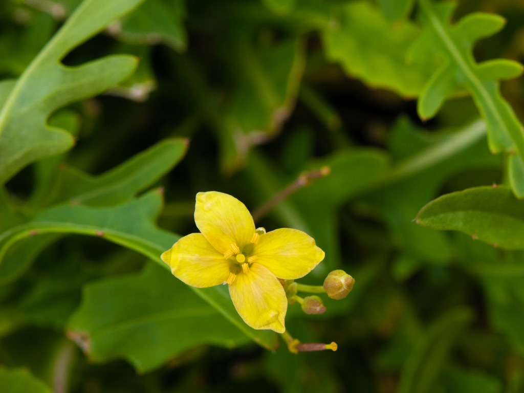 Kreuzkraut und Rucola - Gemeinsamkeiten und Unterschiede