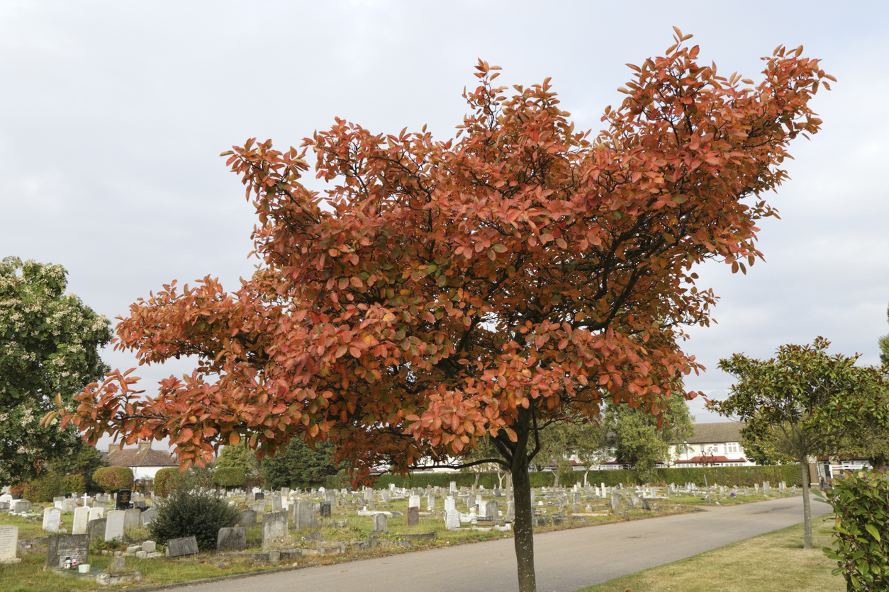 Die KupferFelsenbirne als Hochstamm So gelingt die Erziehung
