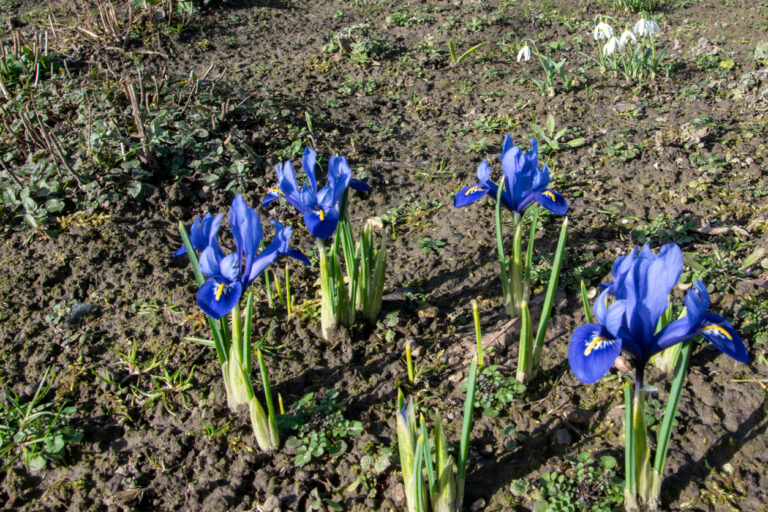 Sind Ranunkel winterhart? Hier lernen Sie die Pflanze kennen