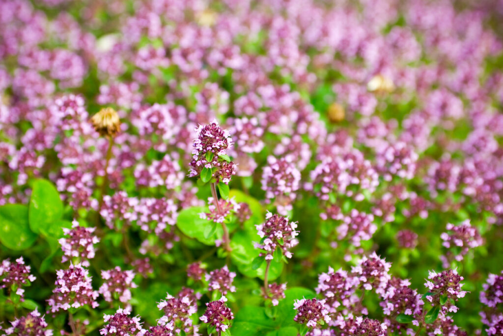 Die Blüte vom Majoran - Merkmale und Verwendung