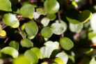 muehlenbeckia-axillaris-winterhart