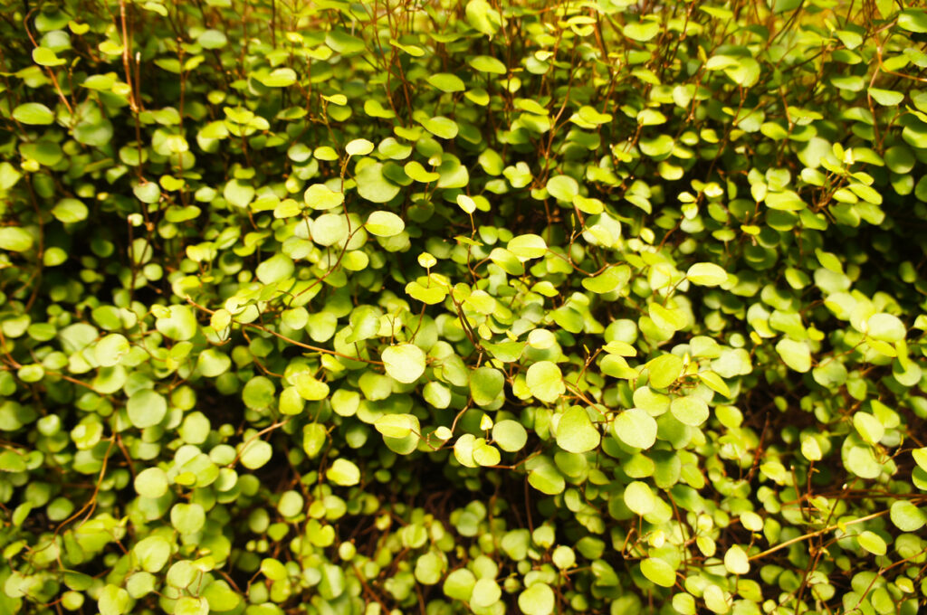 Die Mühlenbeckia als Bodendecker pflanzen So pflegen Sie sie bestens