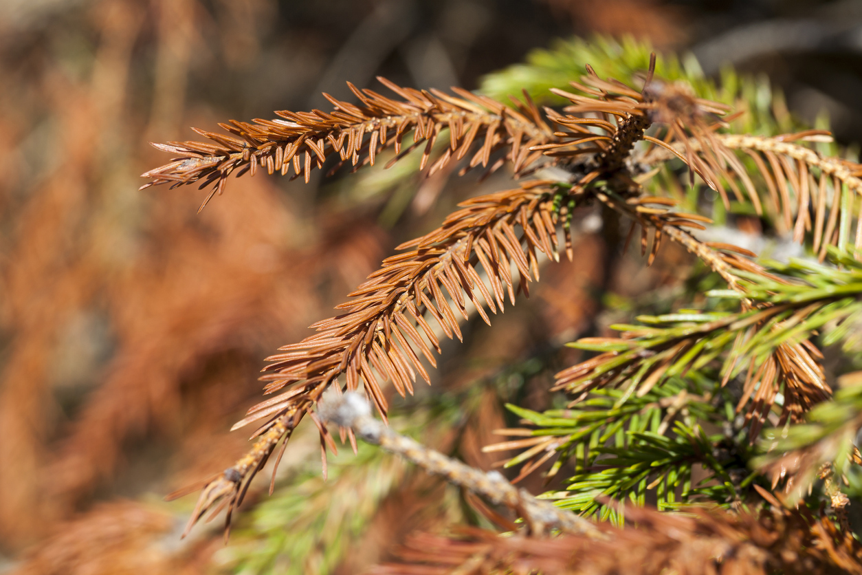 Болезни сосновых деревьев. Осыпавшаяся хвоя. Белые наросты на ветках ели. Кедр пожелтела хвоя. Осыпавшаяся хвоя.