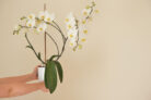 orchideen-harzen