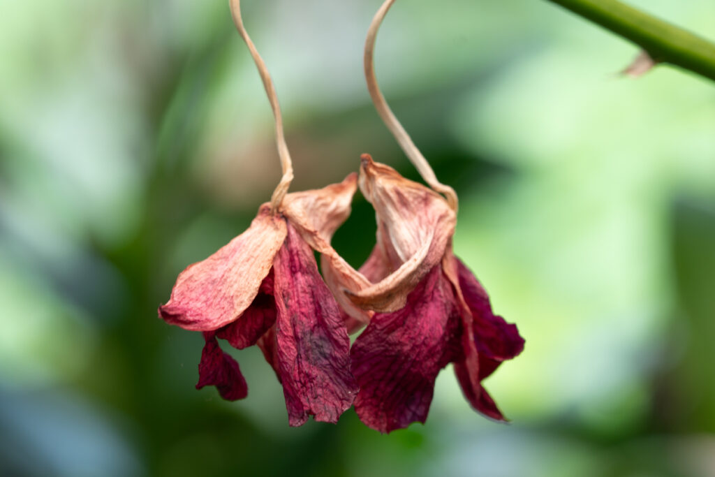 Orchideen nach der Blüte Die besten Pflegetipps