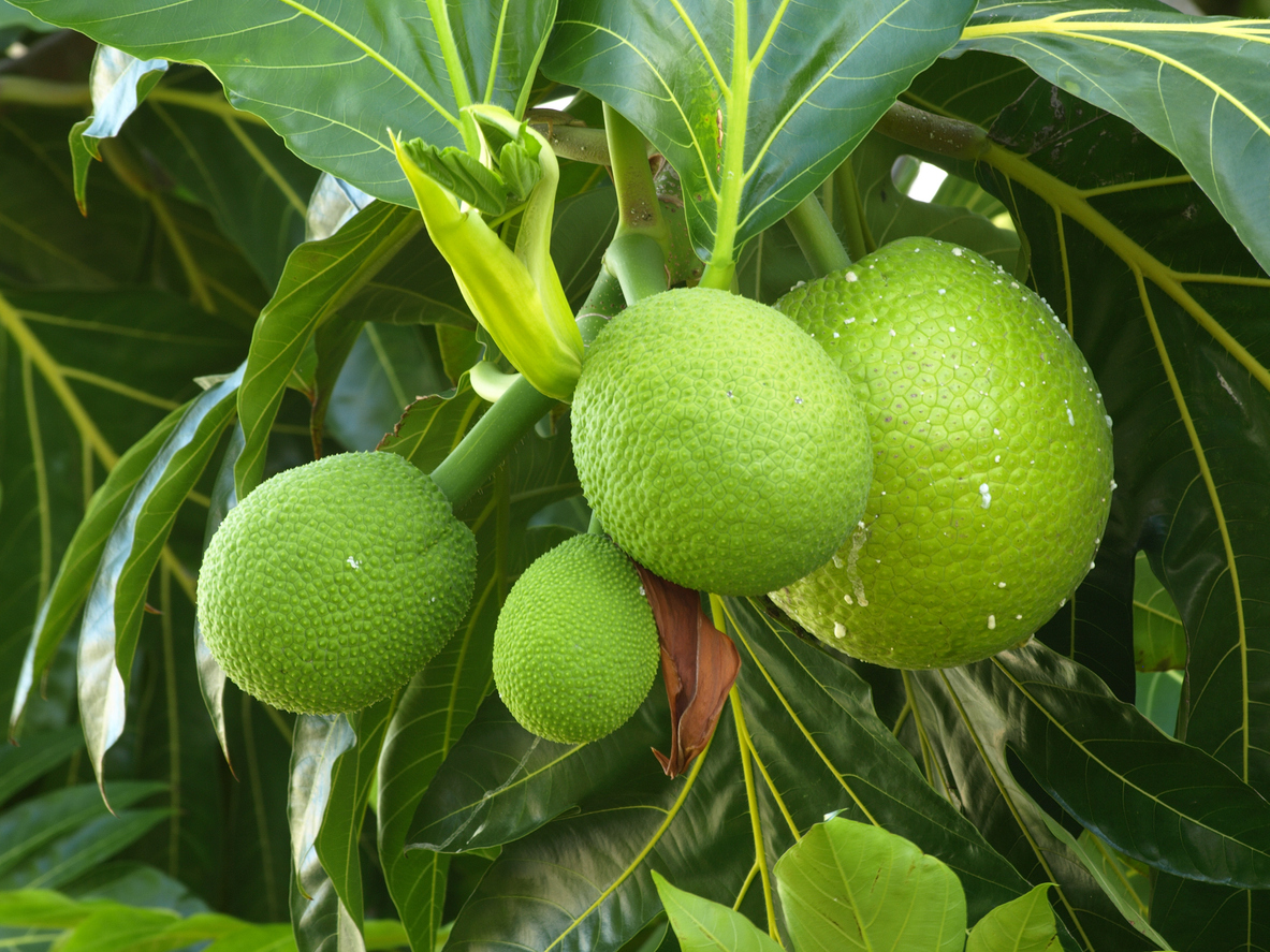 Die Frucht am Philodendron - Kann man sie auch essen?