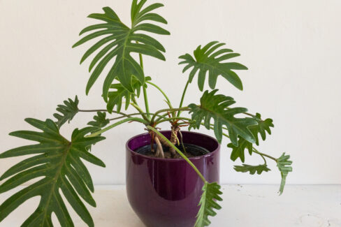 philodendron-xanadu-gelbe-blaetter