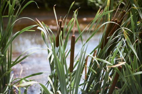 rohrkolben-im-teich