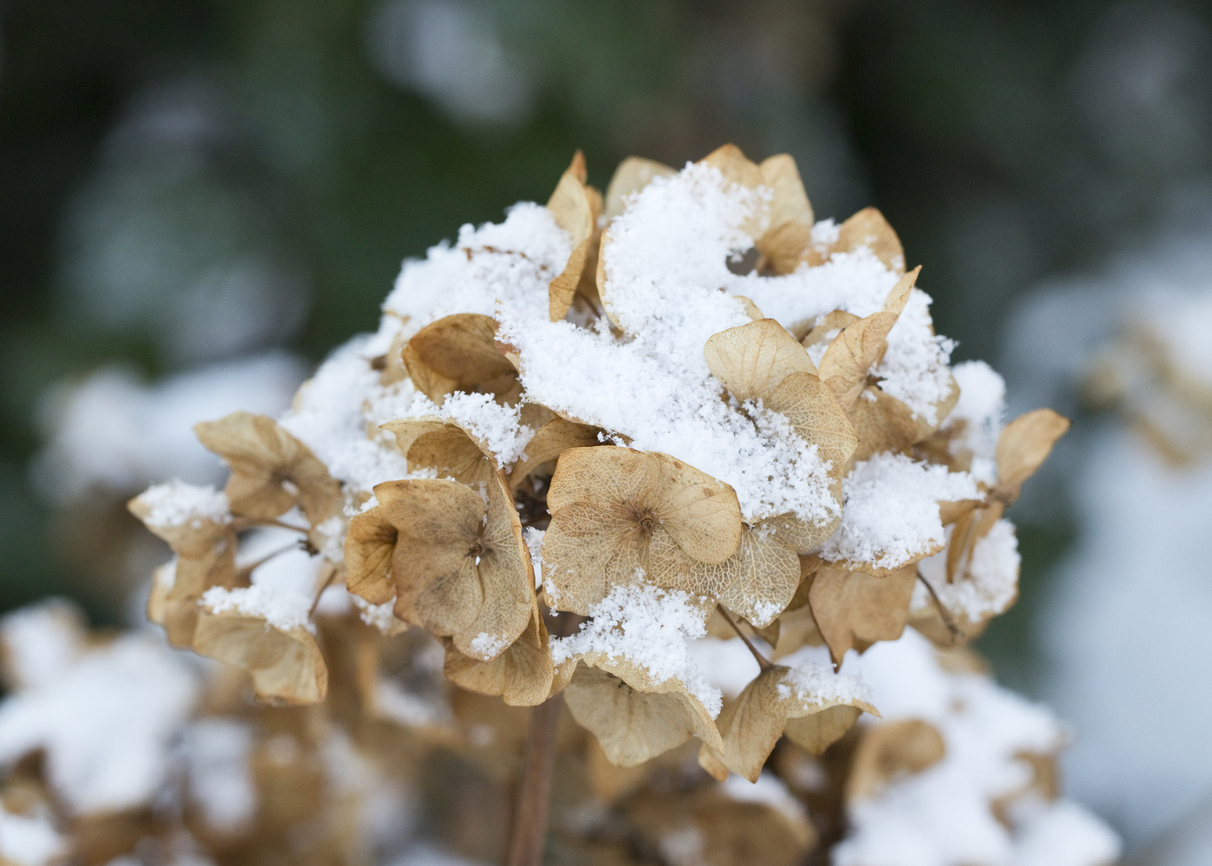 Ist die Tellerhortensie winterhart? Tipps für kalte Tage