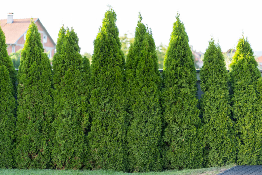 Thuja mit Bittersalz düngen Geht das?