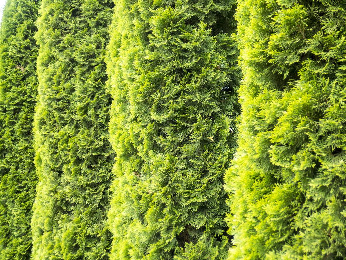 Thuja Brabant Wachstum