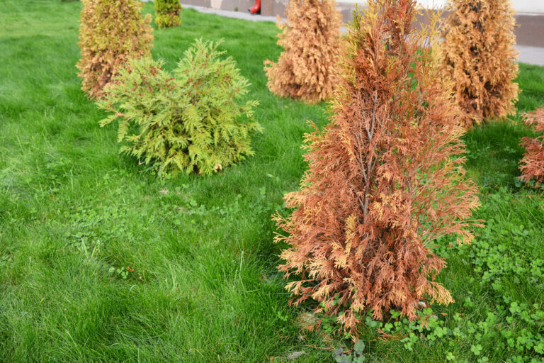 Thuja düngen Tipps und Kurzanleitung