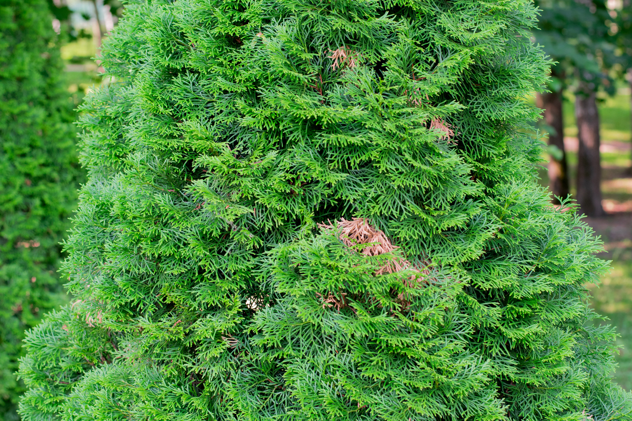 Thuja mit Bittersalz düngen Geht das?