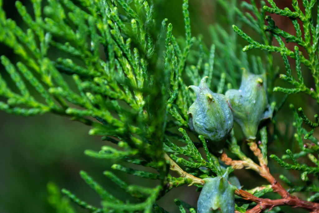 Thuja düngen Tipps und Kurzanleitung