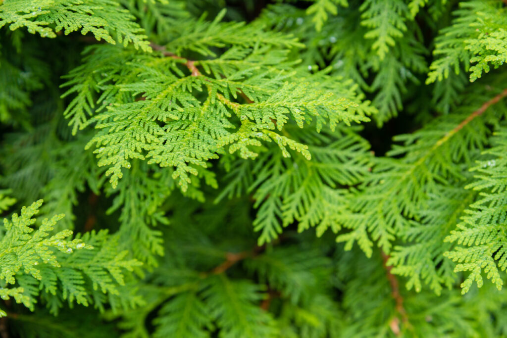 Thuja düngen Tipps und Kurzanleitung