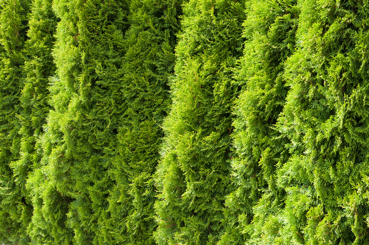 Thuja mit Bittersalz düngen Geht das?