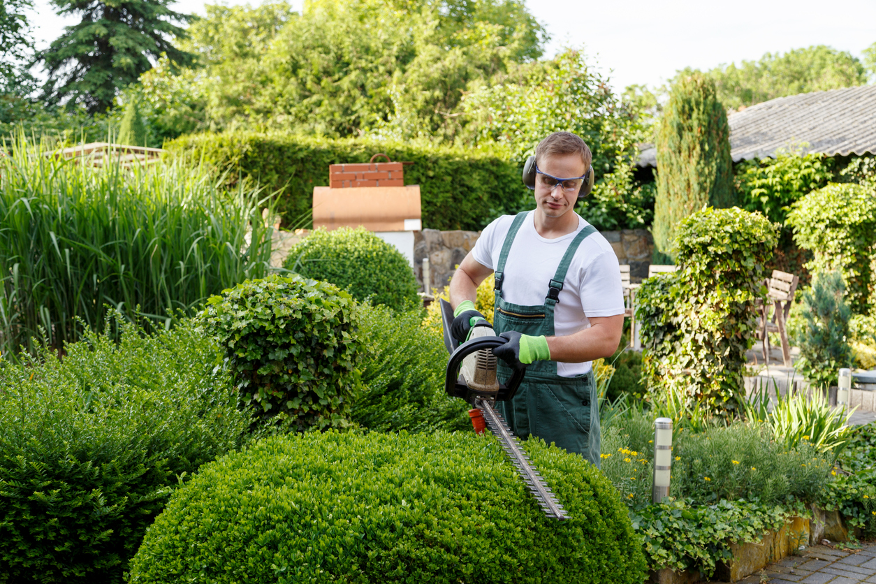 Thuja oder Zypresse Wo liegen die Unterschiede?