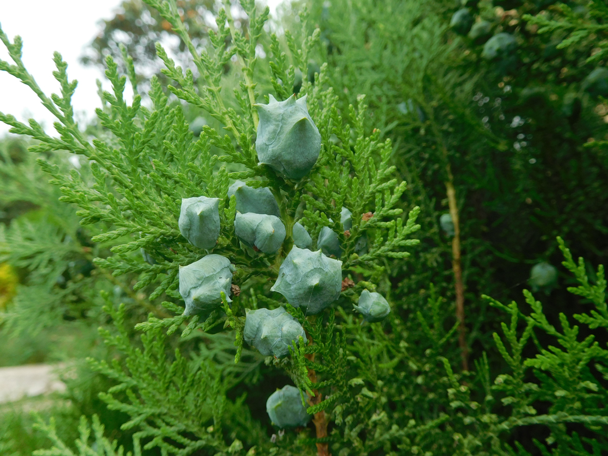 Frchte von der Thuja entfernen - Die besten Tipps