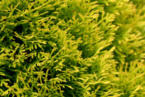 Thuja mit Bittersalz düngen Geht das?