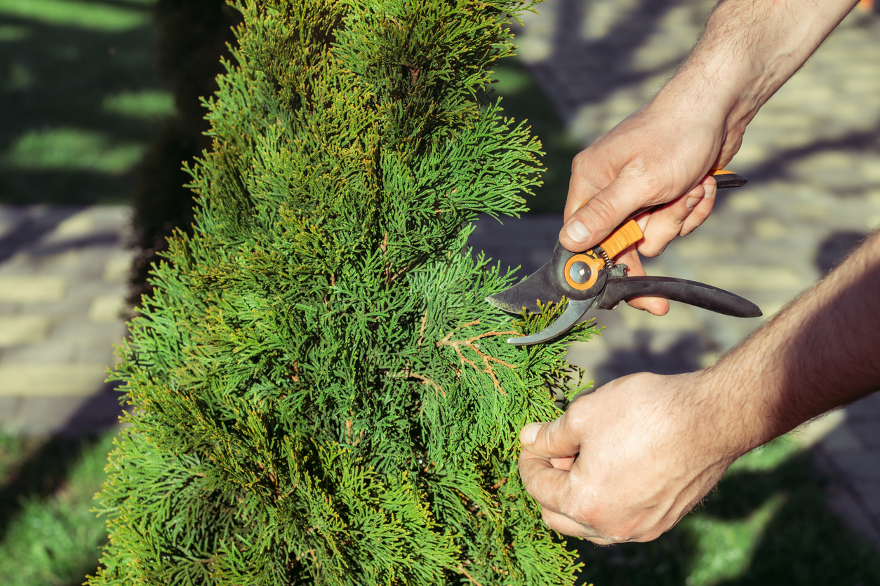 Thuja zum Hochstamm schneiden - Ist das mglich?