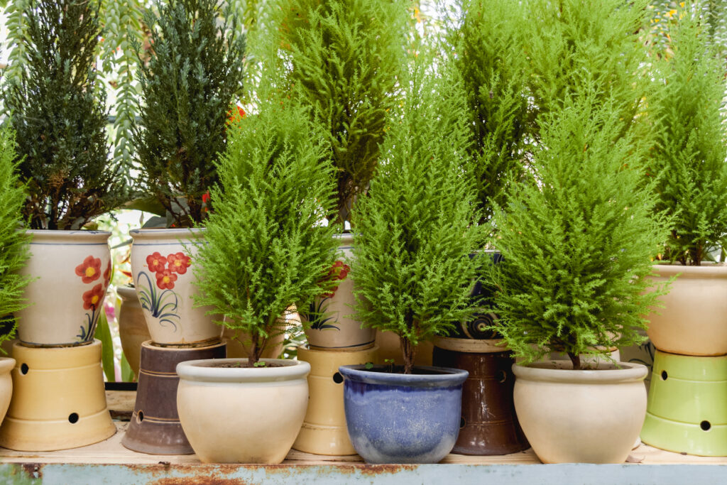 Thuja im Topf wird braun Woran kann das liegen?