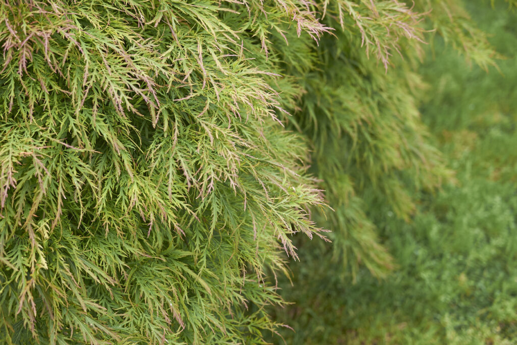 Thuja wird innen braun Woran liegt das?