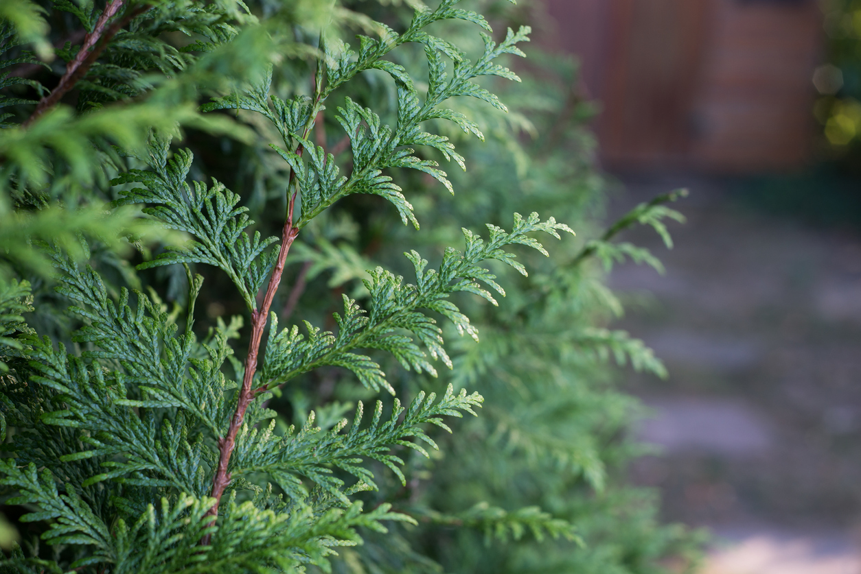 Thuja im Kübel Ist das möglich?