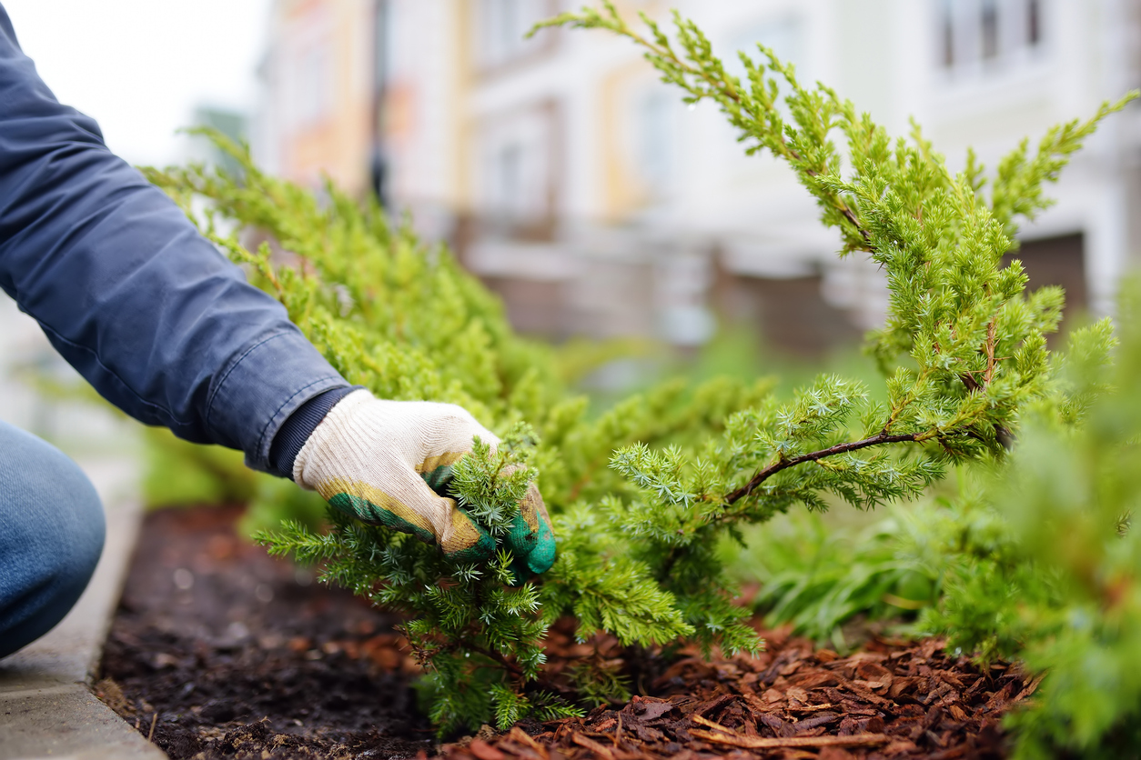 Thuja Smaragd düngen Die besten Tipps