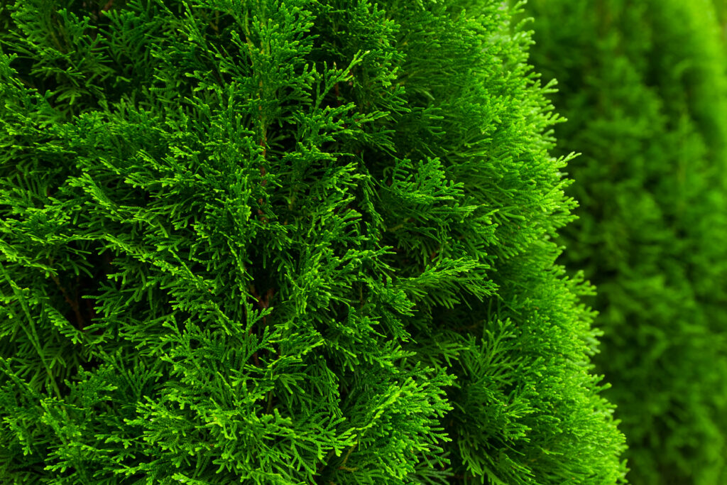 Thuja Smaragd So beschleunigen Sie das Wachstum