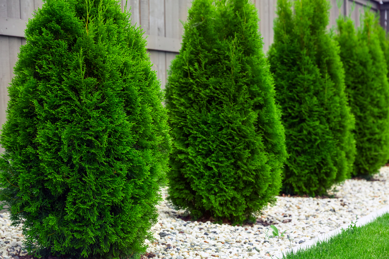 Thuja Spirale Schneiden Tipps Und Kurzanleitung