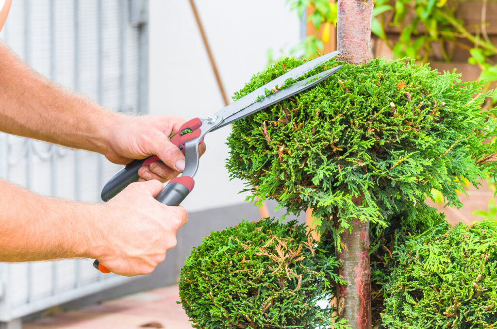 How To Prune Globe Thuja Tips Quick Guide How To Prune Globe Thuja Tips Quick Guide