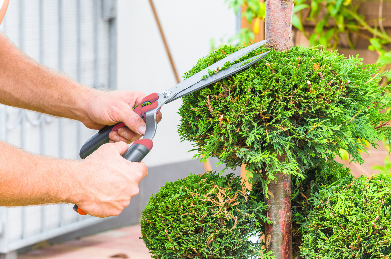 Thuja Spirale schneiden - Tipps und Kurzanleitung